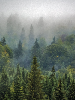 วอลเปเปอร์ภาพป่าไม้ (สั่งผลิต)