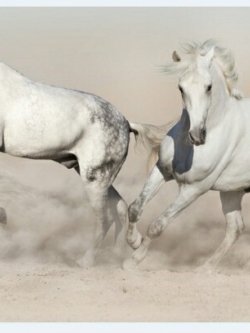 วอลเปเปอร์ เสริมฮวงจุ้ย ภาพรูปม้า 012