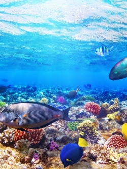 วอลเปเปอร์ ภาพใต้ท้องทะเล