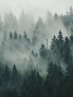 วอลเปเปอร์ภาพป่าไม้ (สั่งผลิต)