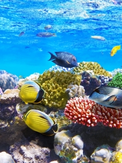 วอลเปเปอร์ ภาพใต้ท้องทะเล