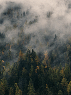 วอลเปเปอร์ภาพป่าไม้ (สั่งผลิต)