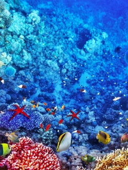 วอลเปเปอร์ ภาพใต้ท้องทะเล