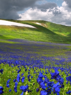 วอลเปเปอร์ ภาพดอกไม้