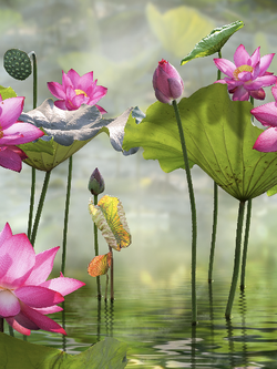 วอลเปเปอร์ภาพดอกบัว (สั่งผลิต)