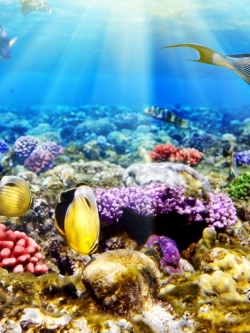 วอลเปเปอร์ ภาพใต้ท้องทะเล