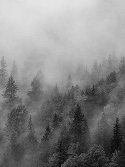 วอลเปเปอร์ภาพป่าไม้ (สั่งผลิต)