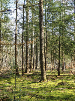 วอลเปเปอร์ภาพป่าไม้ (สั่งผลิต)