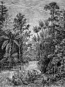 วอลเปเปอร์ภาพป่าเขตร้อน Tropical (สั่งผลิต)