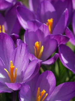 วอลเปเปอร์ ภาพดอกไม้