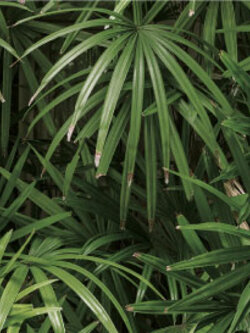 วอลเปเปอร์ลายใบไม้สีเขียว(สีไม้ในร่ม) ธรรมชาติ(Tropical Style)NA3-D02W