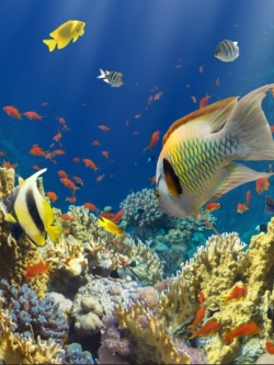 วอลเปเปอร์ ภาพใต้ท้องทะเล