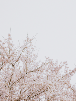 วอลเปเปอร์ภาพซากุระ (สั่งผลิต)