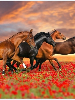 วอลเปเปอร์ เสริมฮวงจุ้ย ภาพรูปม้า 016