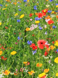 วอลเปเปอร์ ภาพดอกไม้