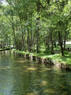 วอลเปเปอร์ภาพป่าไม้ (สั่งผลิต)