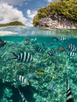 วอลเปเปอร์ ภาพใต้ท้องทะเล