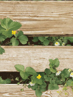 ลายไม้ขวางสีขาวครีม แผ่นไม้สูง10ซม.ไม้ธรรมชาติ สีน้ำตาลครีม (Tropical Style)NA3-D60W