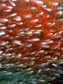 วอลเปเปอร์ ภาพใต้ท้องทะเล