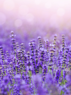 วอลเปเปอร์ภาพดอกไม้ (สั่งผลิต)