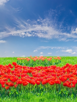 วอลเปเปอร์ ภาพดอกไม้