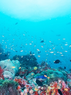 วอลเปเปอร์ ภาพใต้ท้องทะเล