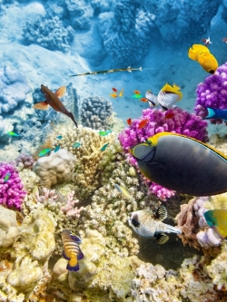 วอลเปเปอร์ ภาพใต้ท้องทะเล