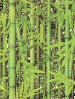 วอลเปเปอร์ ลายต้นไผ่ KA-D17