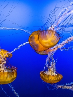 วอลเปเปอร์ ภาพใต้ท้องทะเล