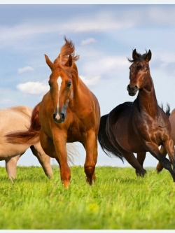 วอลเปเปอร์ เสริมฮวงจุ้ย ภาพรูปม้า 015