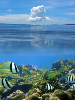 วอลเปเปอร์ ภาพใต้ท้องทะเล