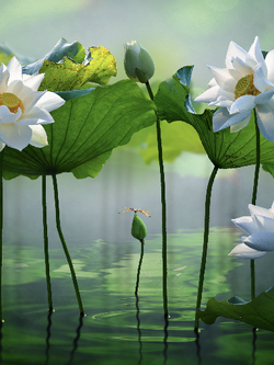 วอลเปเปอร์ภาพดอกบัว (สั่งผลิต)