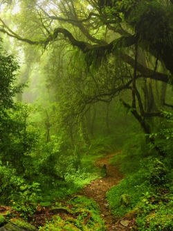 ภาพวิวสั่งผลิด ป่าเขียว