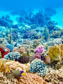 วอลเปเปอร์ ภาพใต้ท้องทะเล