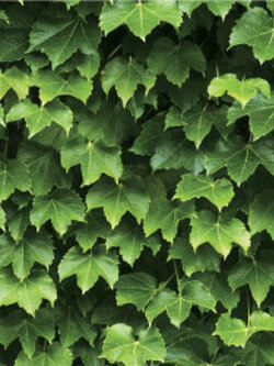 วอลเปเปอร์ลายใบไม้สีเขียว ธรรมชาติ(Tropical Style)NA3-D55W