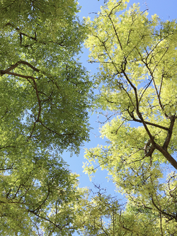 วอลเปเปอร์ภาพป่าไม้ (สั่งผลิต)