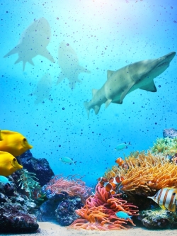 วอลเปเปอร์ ภาพใต้ท้องทะเล