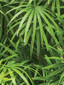 วอลเปเปอร์ลายใบไม้สีเขียว ธรรมชาติ(สีไม้โดนแดด)(Tropical Style)NA3-D01W