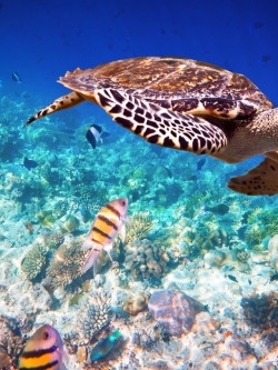 วอลเปเปอร์ ภาพใต้ท้องทะเล