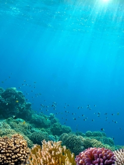 วอลเปเปอร์ ภาพใต้ท้องทะเล