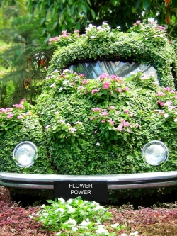 วอลเปเปอร์ ภาพดอกไม้