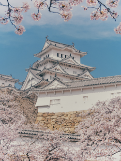 วอลเปเปอร์ภาพซากุระ (สั่งผลิต)