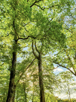 วอลเปเปอร์ภาพป่าไม้ (สั่งผลิต)