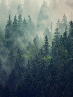 วอลเปเปอร์ภาพป่าไม้ (สั่งผลิต)