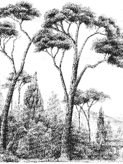 วอลเปเปอร์ภาพป่าเขตร้อน Tropical (สั่งผลิต)