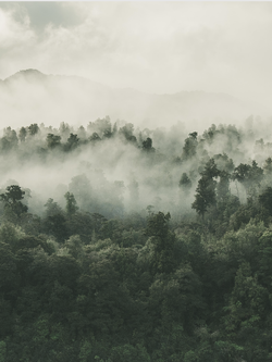 วอลเปเปอร์ภาพป่าไม้ (สั่งผลิต)