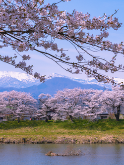 วอลเปเปอร์ภาพซากุระ (สั่งผลิต)