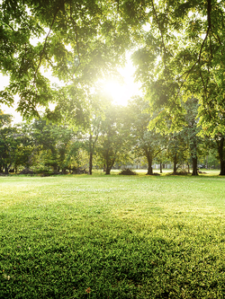 วอลเปเปอร์ภาพป่าไม้ (สั่งผลิต)