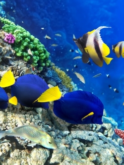 วอลเปเปอร์ ภาพใต้ท้องทะเล