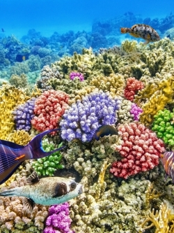 วอลเปเปอร์ ภาพใต้ท้องทะเล